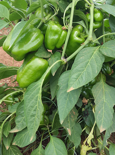 green-pepper